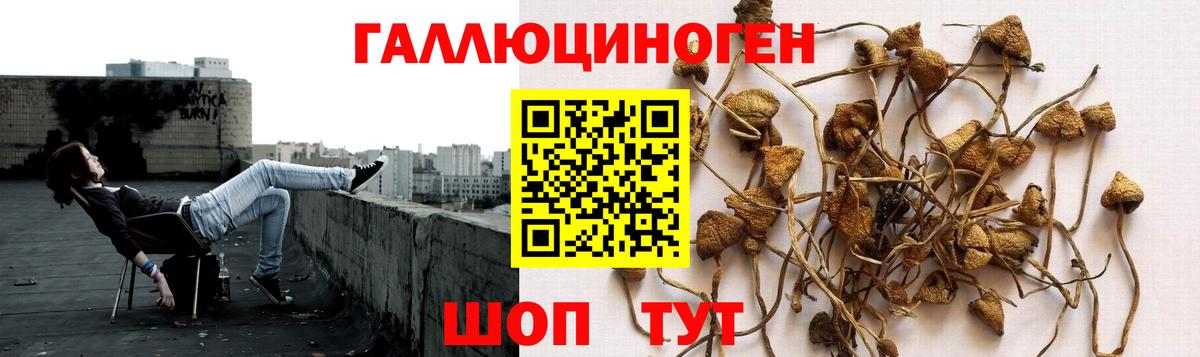 Горячий Ключ  Галлюциногенные грибы Psilocybe  Вход с VPN  Псилоцибиновые грибы мухоморы 